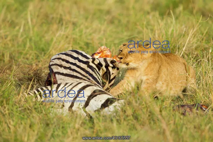 : Common Zebra : Common Zebra