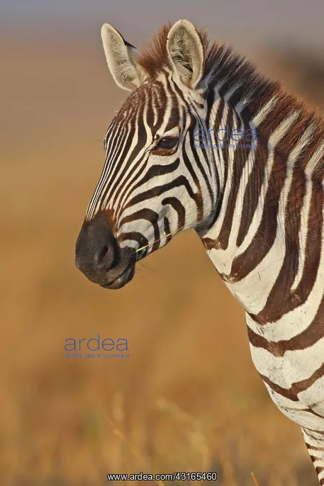 : Common Zebra : Common Zebra
