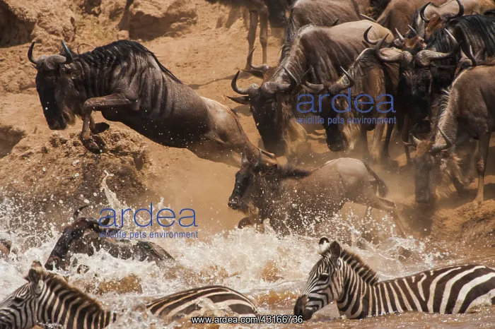 : Common Zebra : Common Zebra