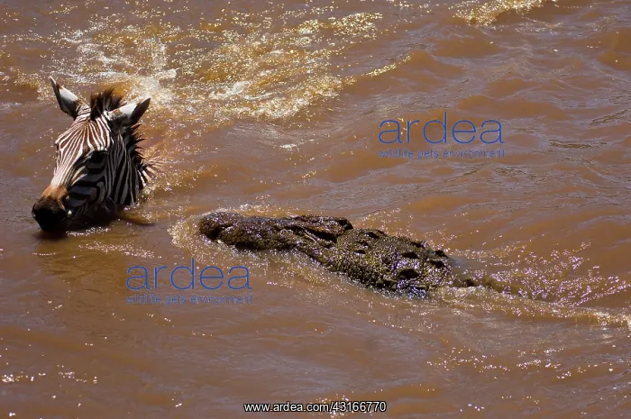 : Common Zebra : Common Zebra