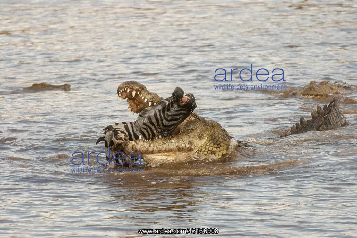 : Common Zebra : Common Zebra