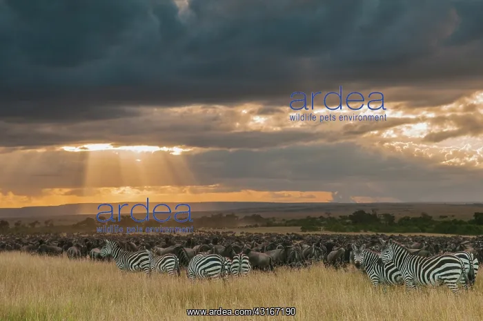 : Common Zebra : Common Zebra