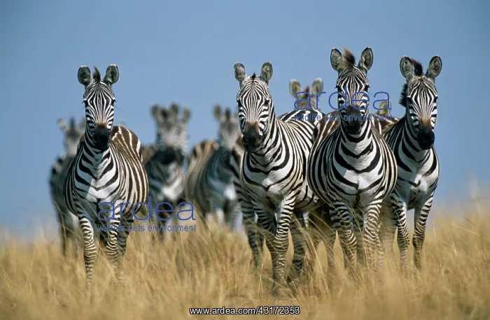 : Common Zebra : Common Zebra