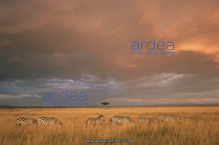 : Common Zebra : Common Zebra