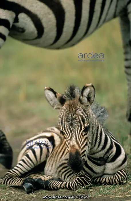 : Common Zebra : Common Zebra