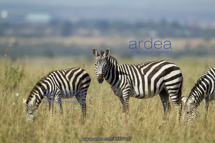 : Common Zebra : Common Zebra