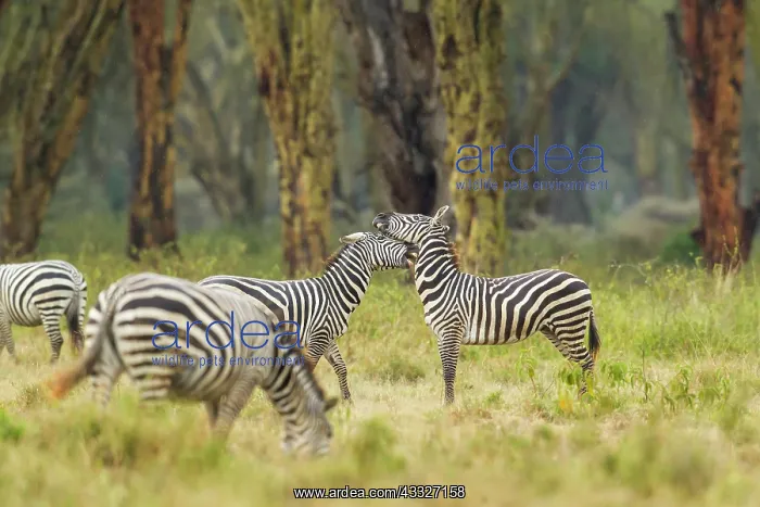 : Common Zebra : Common Zebra