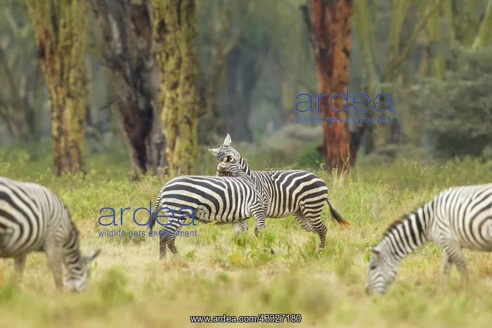 : Common Zebra : Common Zebra