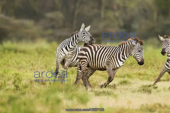 : Common Zebra : Common Zebra