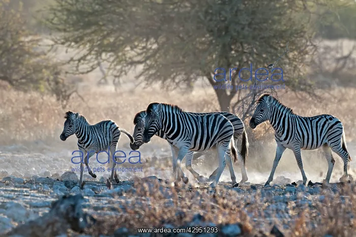 : Common zebra - approaching water hole in evening light : Common zebra - approaching water hole in evening light