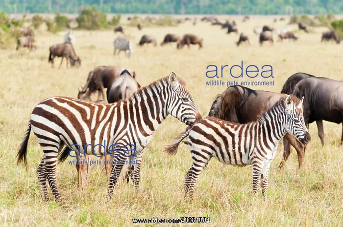 : Common Zebra or Burchell's Zebra (Equus : Common Zebra or Burchell's Zebra (Equus