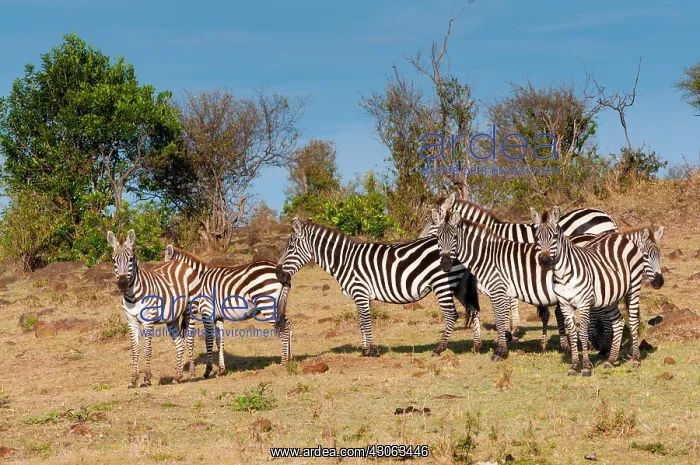 : Common Zebra or Burchell's Zebra (Equus : Common Zebra or Burchell's Zebra (Equus