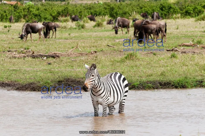 : Common Zebra or Burchell's Zebra (Equus : Common Zebra or Burchell's Zebra (Equus