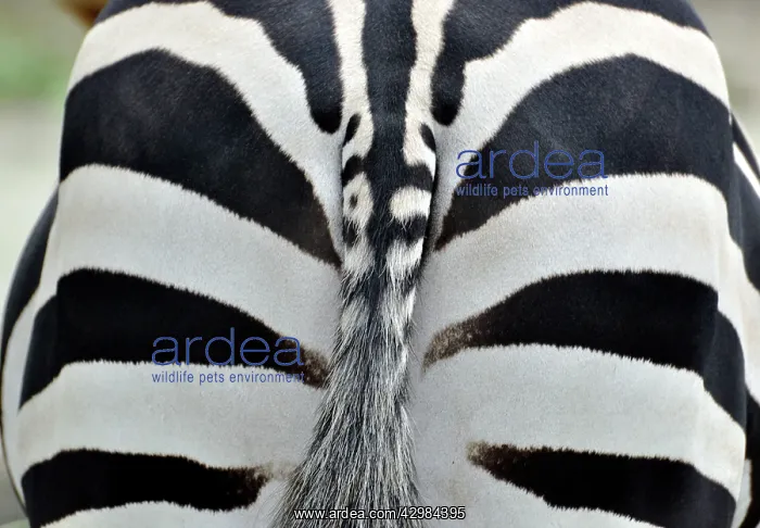 : Common Zebra / Burchell's Zebra - rear view : Common Zebra / Burchell's Zebra - rear view
