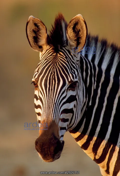  : Common Zebra - close up of head