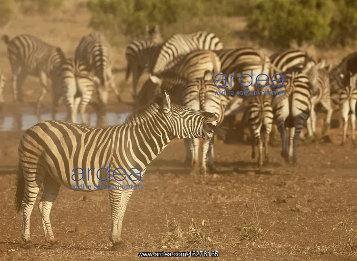 : Common Zebra (Equus quagga), adult at a waterho : Common Zebra (Equus quagga), adult at a waterho