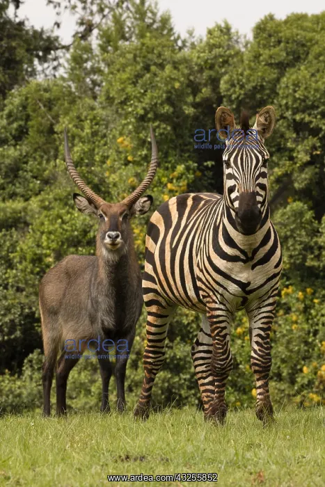 : Common Zebra, Equus quagga, and Defassa waterbuck, Kenya : Common Zebra, Equus quagga, and Defassa waterbuck, Kenya