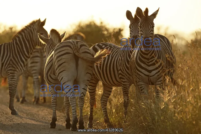 : Common Zebra (Equus quagga), group next to the : Common Zebra (Equus quagga), group next to the
