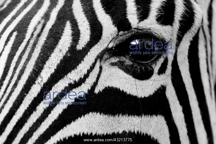: Common Zebra (Equus quagga), Kapama Game : Common Zebra (Equus quagga), Kapama Game