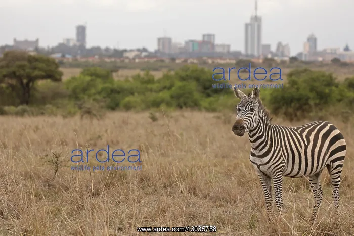 : Common zebra, Equus quagga, Nairobi National : Common zebra, Equus quagga, Nairobi National