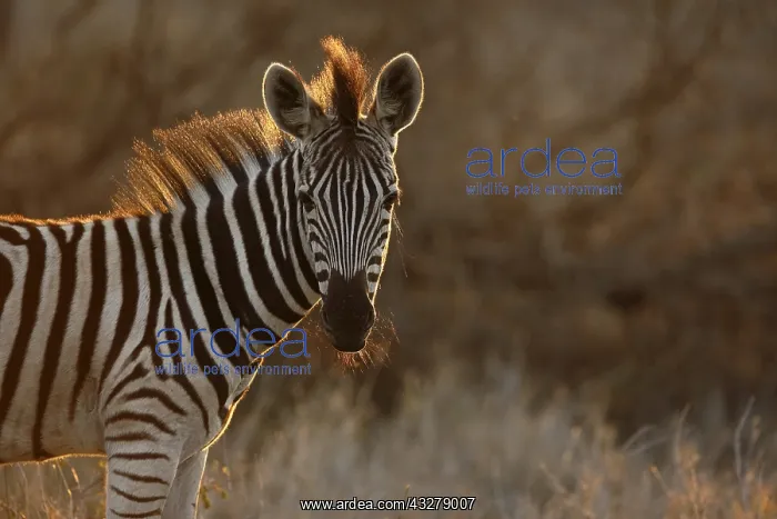 : Common Zebra (Equus quagga) portrait, with back : Common Zebra (Equus quagga) portrait, with back