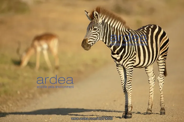 : Common Zebra (Equus quagga) standing on the roa : Common Zebra (Equus quagga) standing on the roa