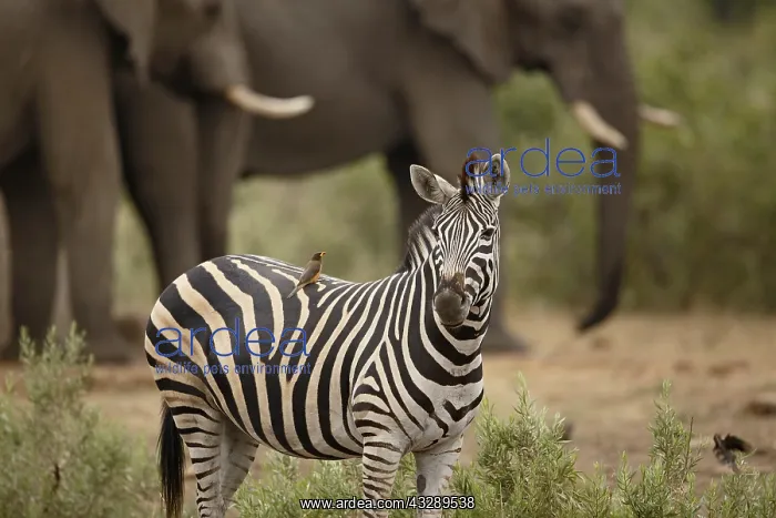 : Common Zebra (Equus quagga) with Yellow-billed : Common Zebra (Equus quagga) with Yellow-billed