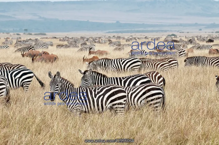 : Common Zebra - group grazing - with one or two : Common Zebra - group grazing - with one or two