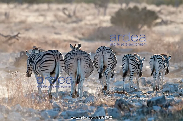 : Common zebra - rear view - leaving water hole in : Common zebra - rear view - leaving water hole in