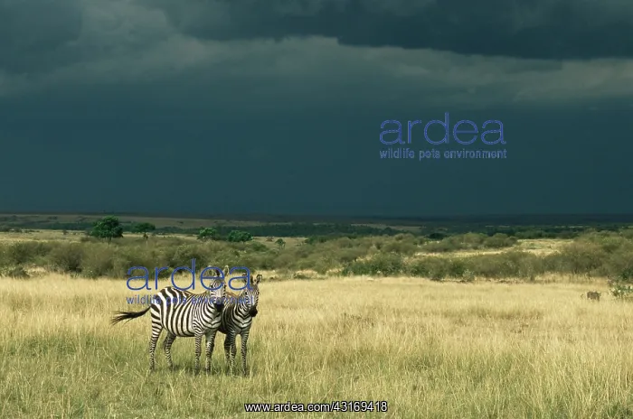 : Common zebras and approaching storm : Common zebras and approaching storm
