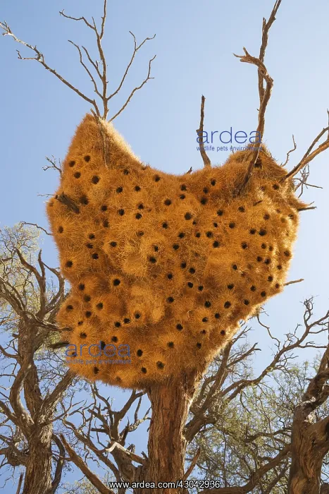 : Communal nest of Sociable Weavers with its numerous : Communal nest of Sociable Weavers with its numerous