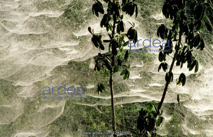 : Communal Spider Web : Communal Spider Web