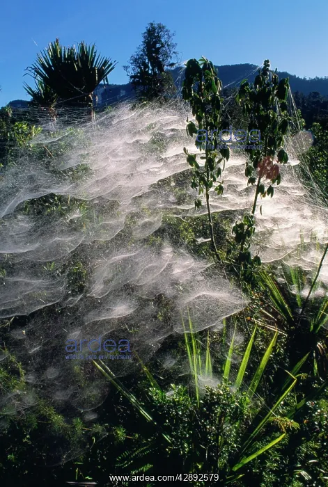 : Communal Spiders Webs : Communal Spiders Webs