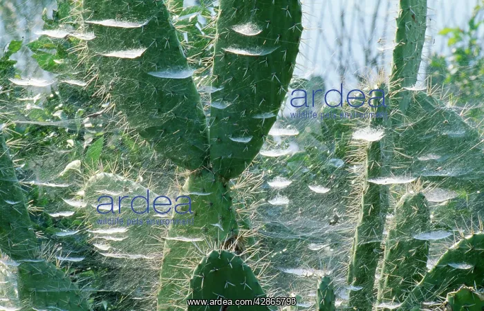  : Communal Spiders Webs - cobweb on Prickly Pear