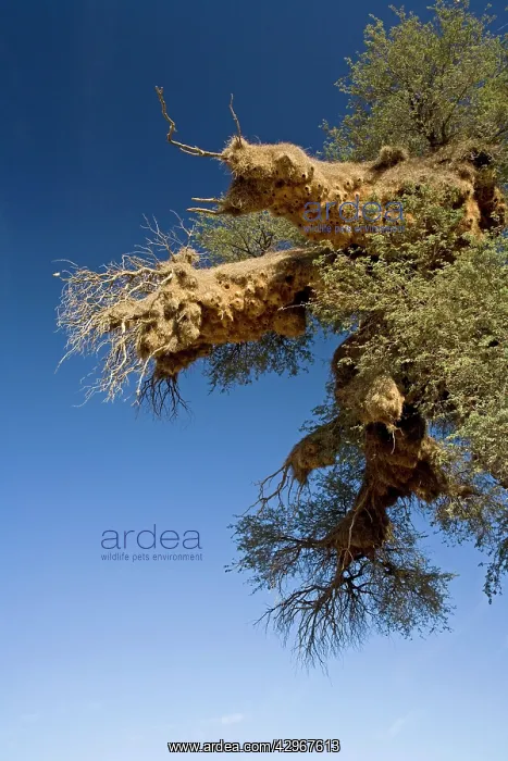 : Communal Weaver Bird nest : Communal Weaver Bird nest