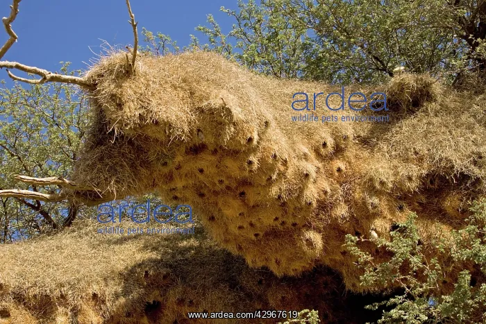: Communal Weaver Bird nest : Communal Weaver Bird nest