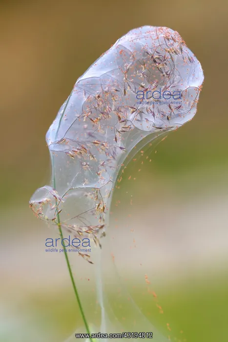 : Community silk web of Spider mites (social mites) : Community silk web of Spider mites (social mites)