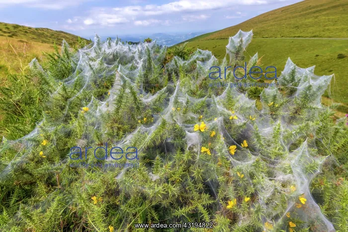 : Community silk web of Spider mites (social mites) : Community silk web of Spider mites (social mites)
