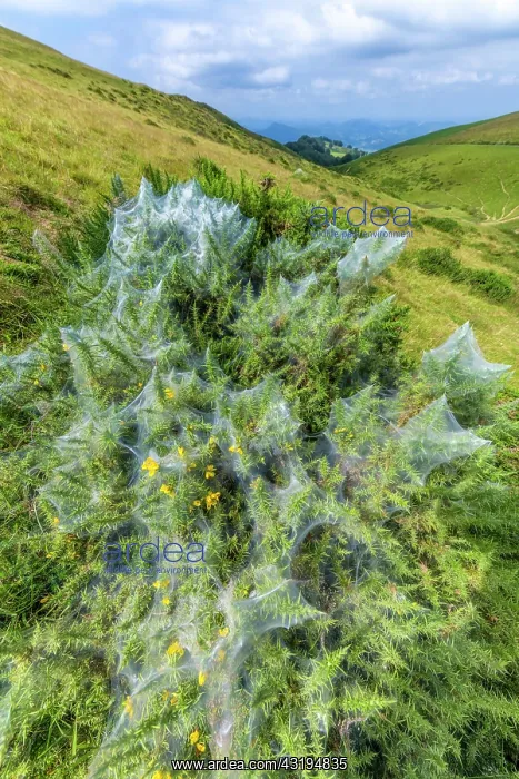 : Community silk web of Spider mites (social mites) : Community silk web of Spider mites (social mites)