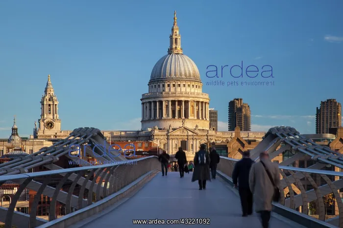 : Commuters walking to work across the Millennium : Commuters walking to work across the Millennium