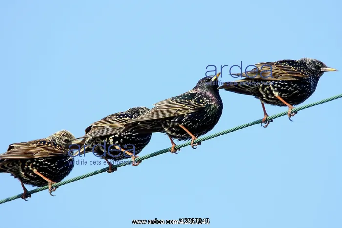 : Comon Starling - Camargue France : Comon Starling - Camargue France