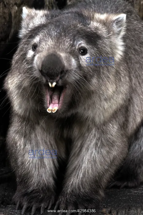 : Comon Wombat - with mouth open showing teeth : Comon Wombat - with mouth open showing teeth