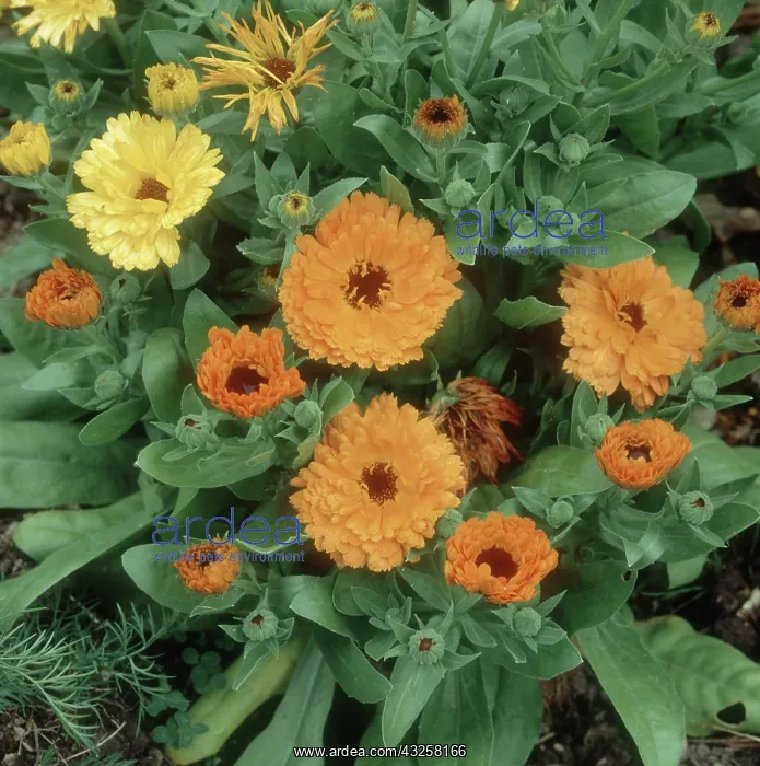 : Companion planted pot marigold : Companion planted pot marigold