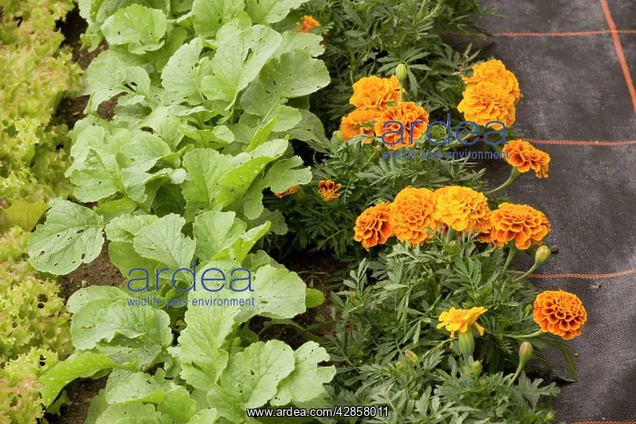 : Companion planting, with french marigolds next : Companion planting, with french marigolds next