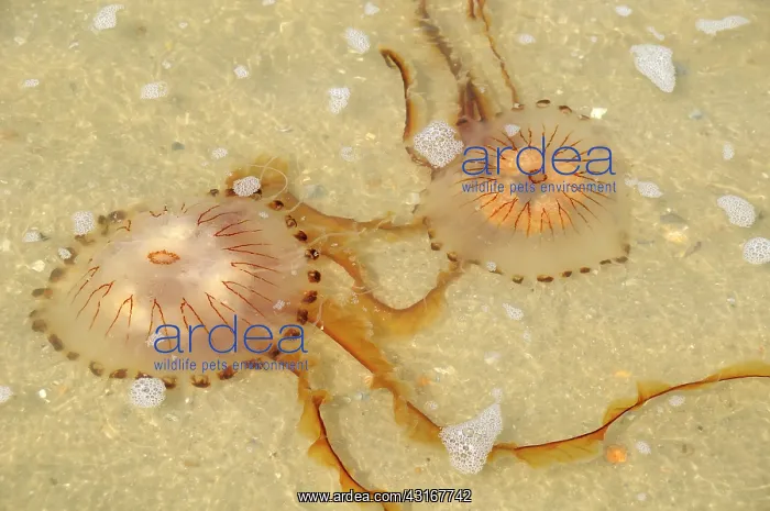 : Compass Jellyfish : Compass Jellyfish