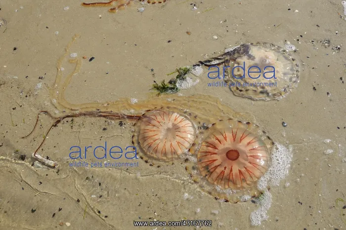: Compass Jellyfish : Compass Jellyfish