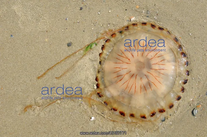 : Compass Jellyfish : Compass Jellyfish