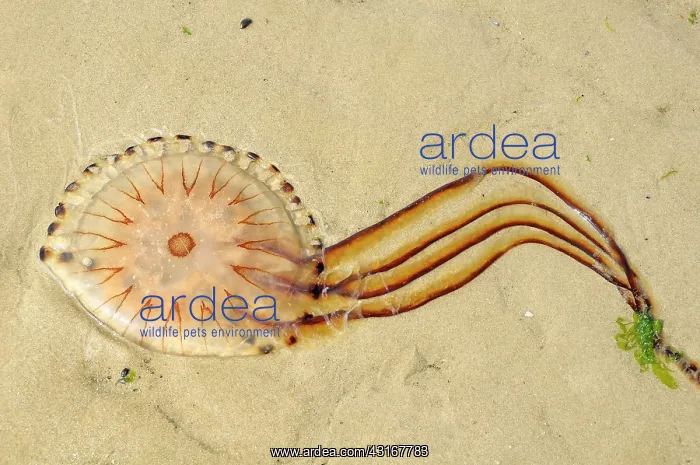 : Compass Jellyfish : Compass Jellyfish