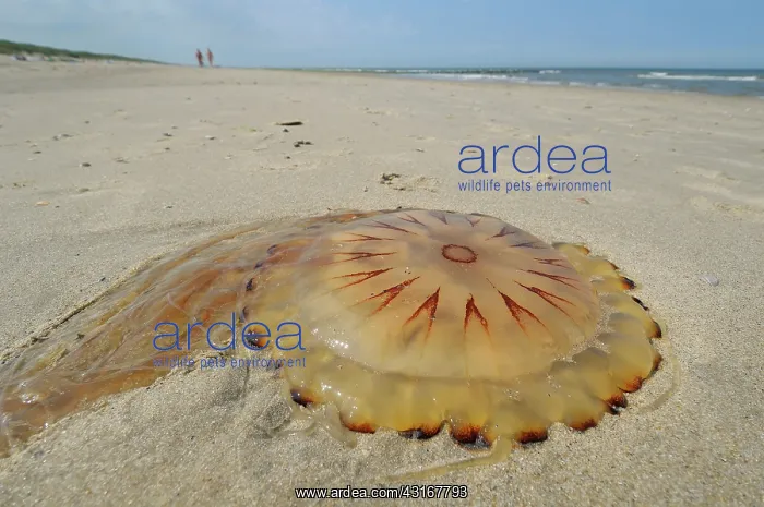 : Compass Jellyfish : Compass Jellyfish