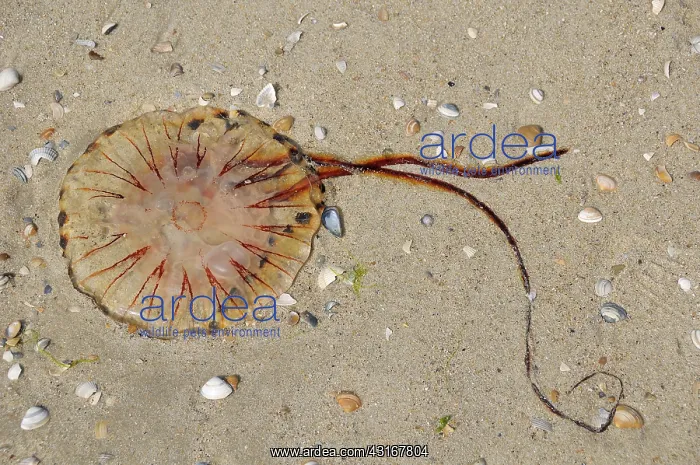 : Compass Jellyfish : Compass Jellyfish